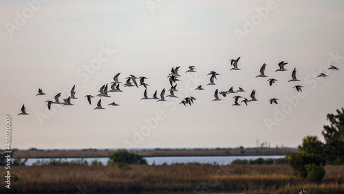 Black Skimmers on Gulf of Mexico