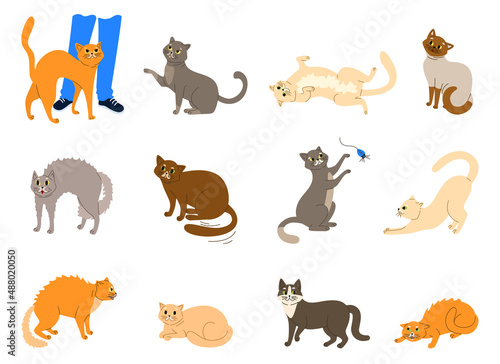 Fototapeta Naklejka Na Ścianę i Meble -  Cats Emotions Body Language Set
