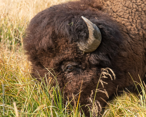 Bison bull grazing along the Barronette Trail, Yellowstone National Park, Wyoming photo