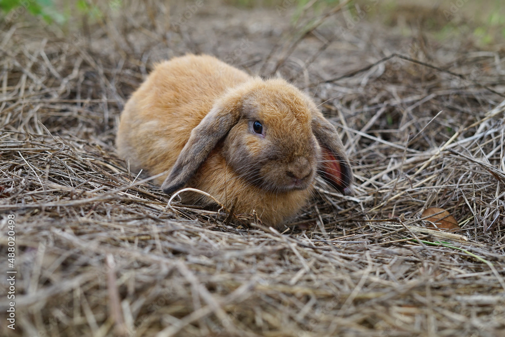 A brown adorable rabbit lying on dry grasses A brown adorable rabbit lying on dry grasses