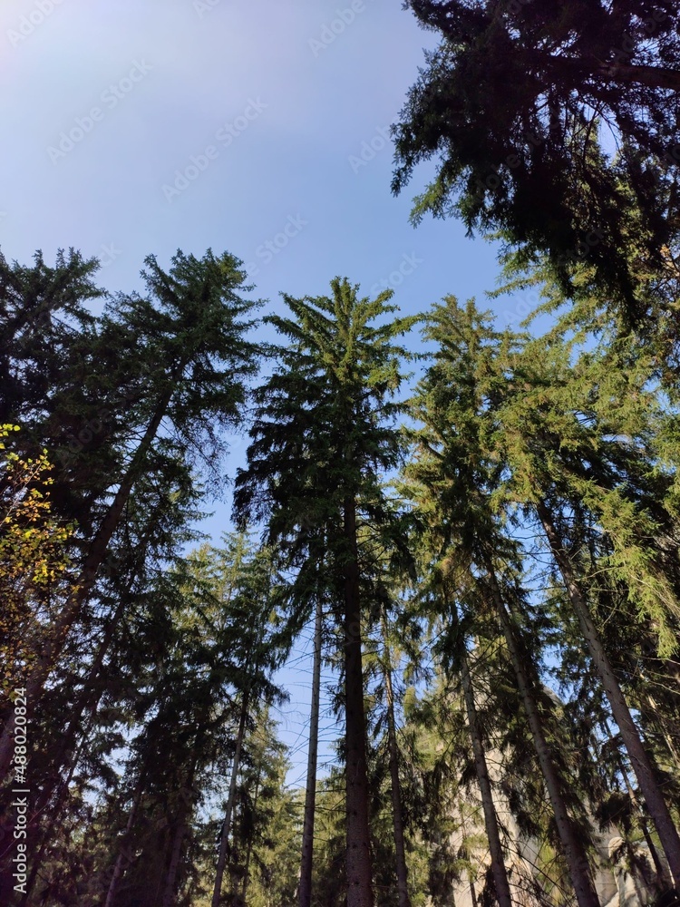 Obraz premium A green forest