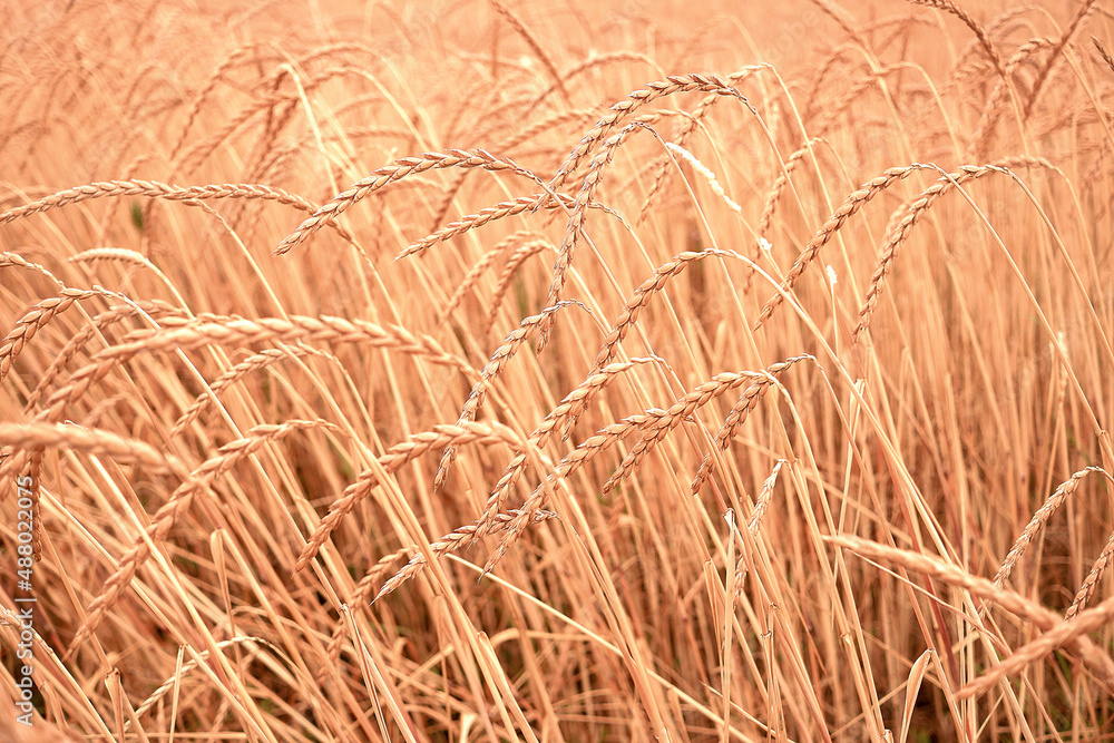 Fototapeta premium Die Ernte naht