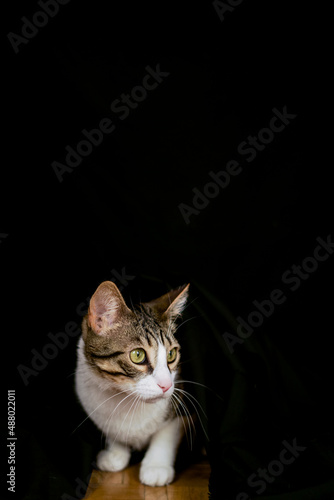 pet cat adopted at home on black background