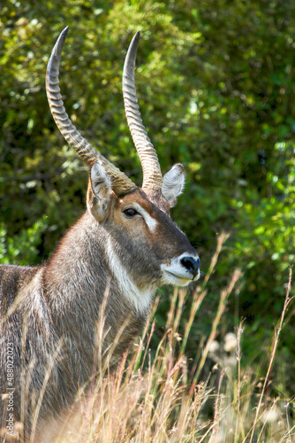 Waterbuck Bull  Pilanesberg National Park