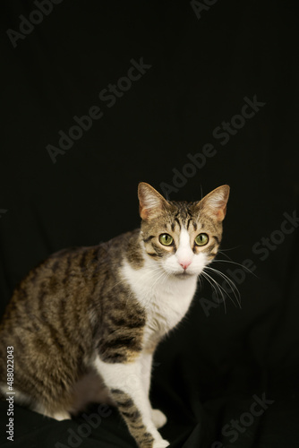 pet cat adopted at home on black background