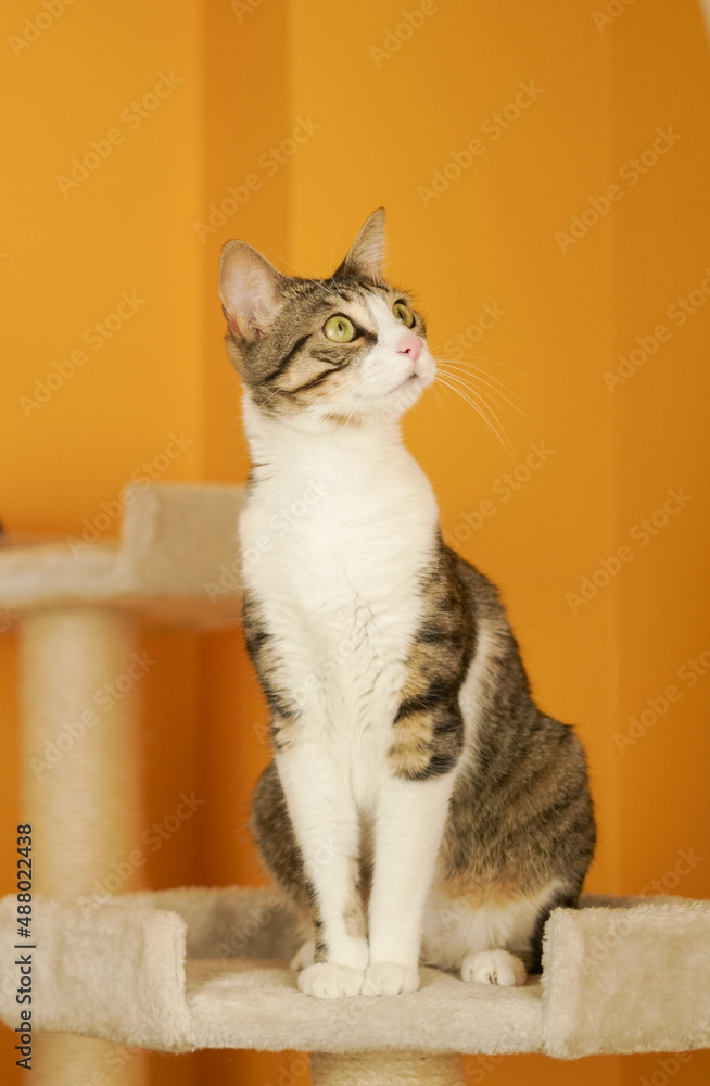 pet cat adopted at home playing on a scratching castle pet cat adopted at home playing on a scratching castle