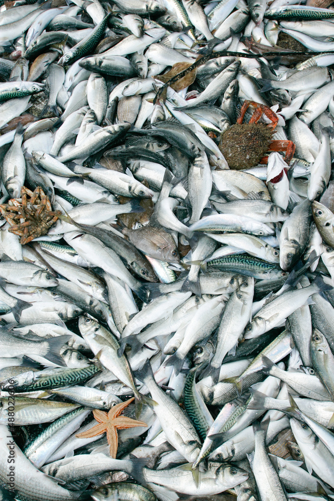 Obraz premium peche en mer