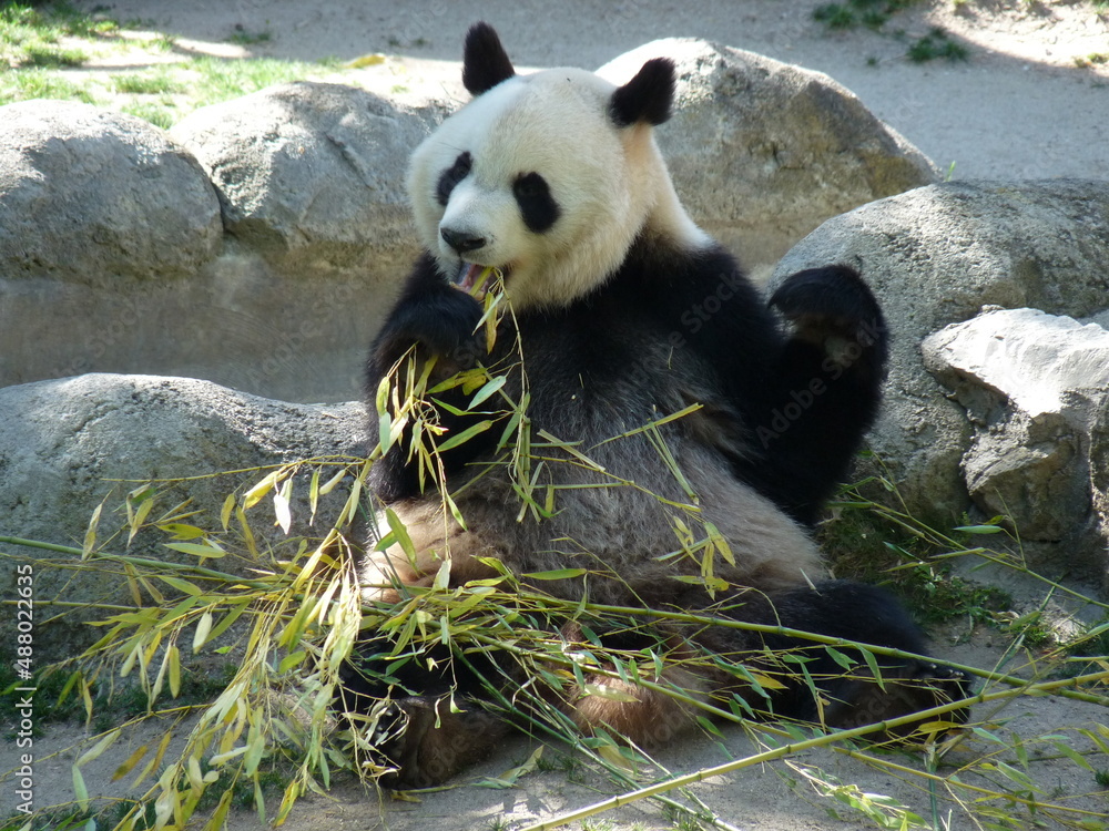 A cute adult giant panda eating bamboo sitting on rocks - photo