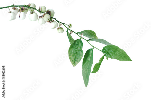Androgynus sauropus leaves on white background.