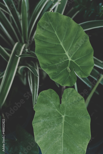 Elephant ear plant on natural background.