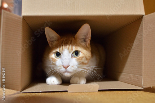 箱の中に入る猫