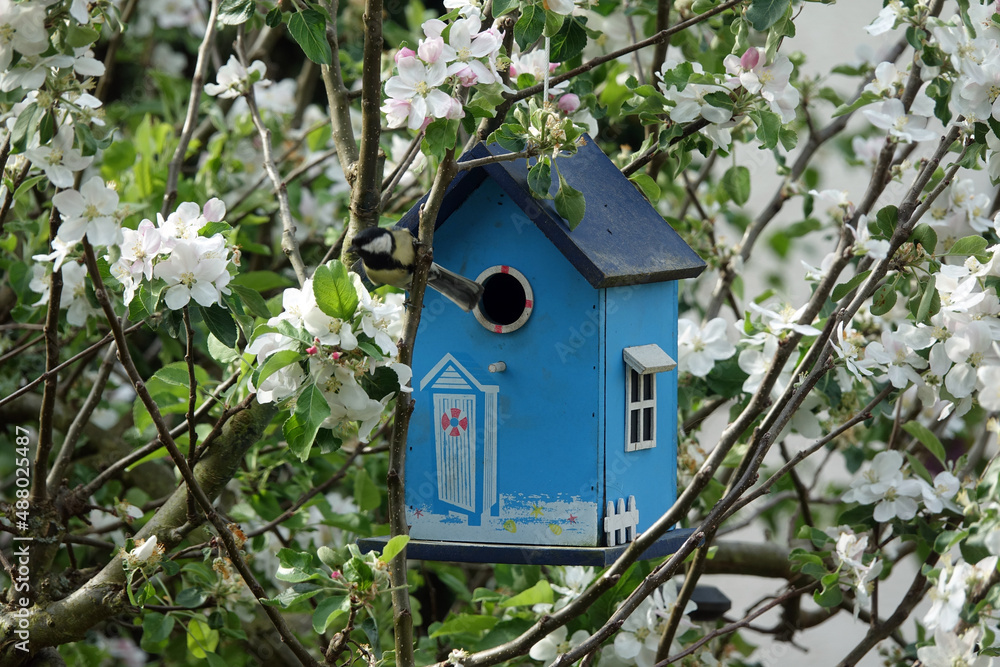 Kohlmeise an Nistkasten