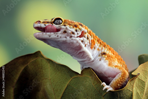 Leopard gecko lizard close-up 