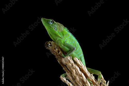 Jubata green lizard on a black background