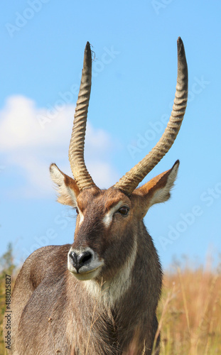 Photography Waterbuck Bull, Pilanesberg National Park