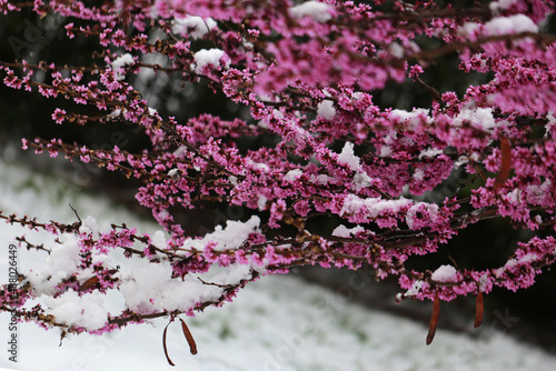 it snowed on redbud flowers, global warming