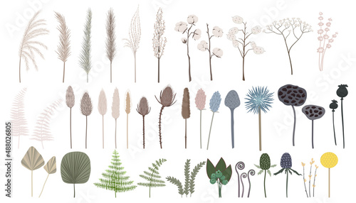 Vector set of boho plants. Beautiful pastel wild grass and flowers. Collection of floral elements: pampas grass, poppy heads, palm leaves, cotton and other. Stylish flat elements for your design