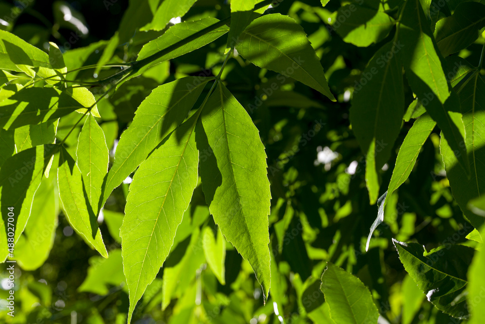 beautiful young foliage of green trees beautiful young foliage of green trees