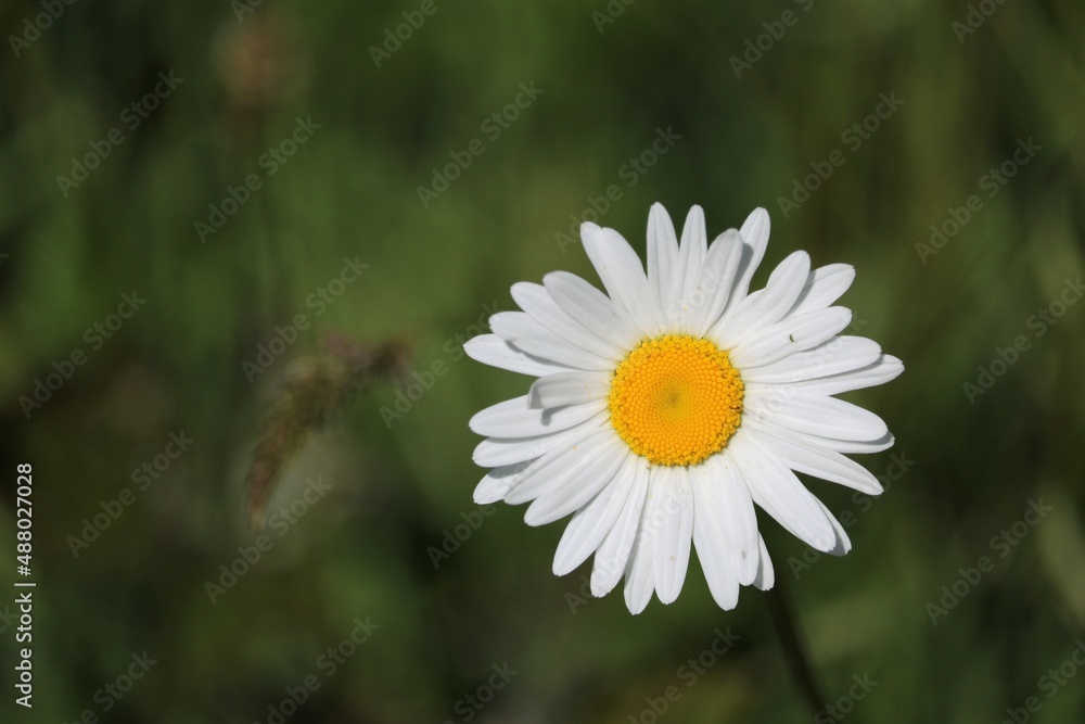 Fototapeta premium Marguerite