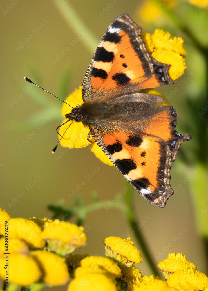 Obraz premium Small tortoiseshell