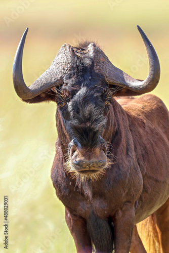 Black-wildebeest, South Africa photo