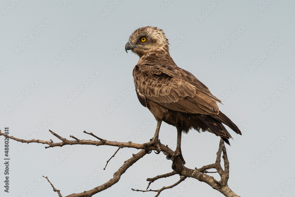 Circaète brunn, immature, .Circaetus cinereus, Brown Snake Eagle Circaète brunn, immature, .Circaetus cinereus, Brown Snake Eagle