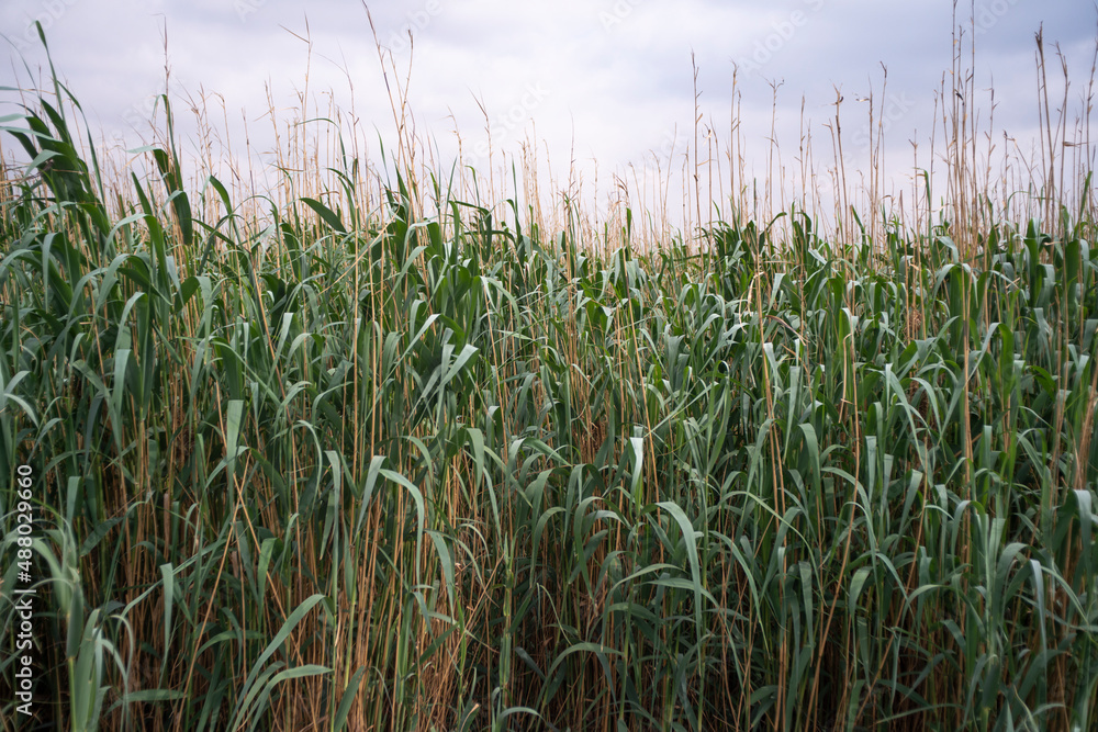 Obraz premium massette, typha latifolia