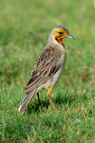 Sentinelle du Cap,. Macronyx capensis, Cape Longclaw