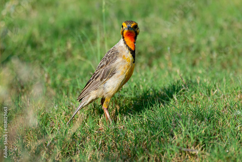 Sentinelle du Cap,. Macronyx capensis, Cape Longclaw photo