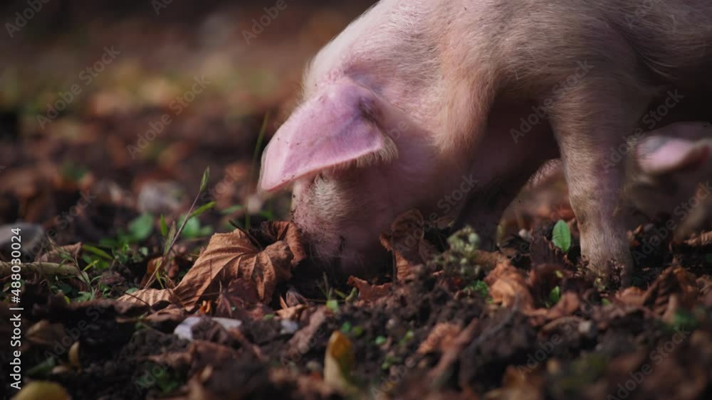 Piglet eating food in the forest. Slow motion, close up. Piglet eating food in the forest. Slow motion, close up.