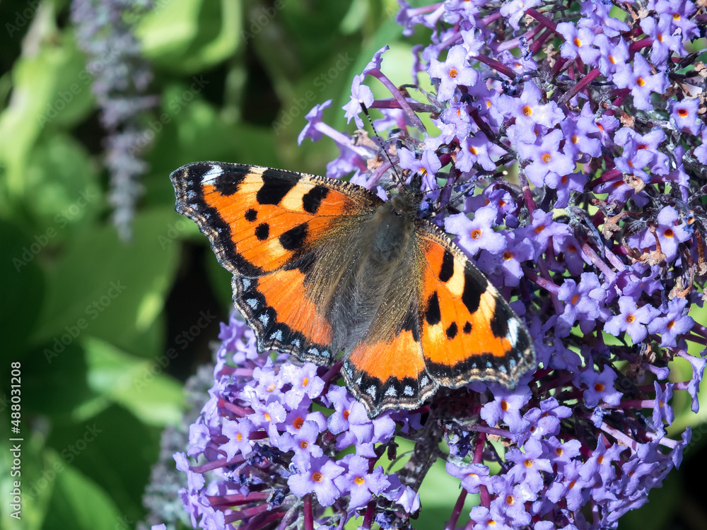 Small Tortoiseshell (Aglais urticae) feeding Small Tortoiseshell (Aglais urticae) feeding