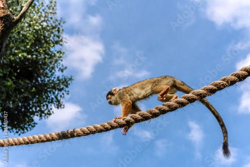 Common Squirrel Monkey (Saimiri sciureus) photo
