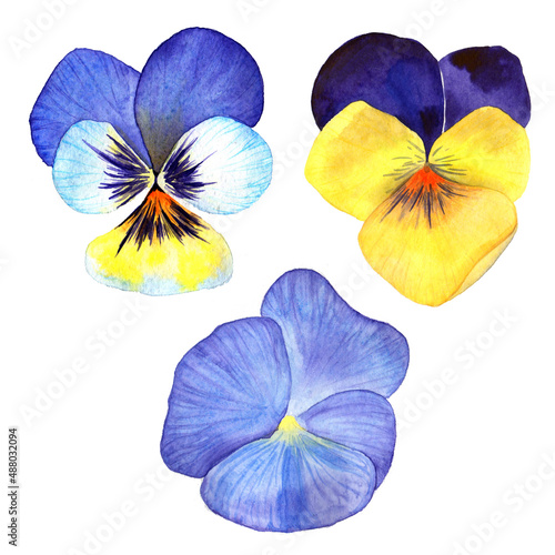 Watercolor pansies set of 3 flower, garden flowers, vibrant and colorful. Clothes print , fabric printing. Postcard design, spring mood. Wedding card. Raster stock clipart, isolated on white