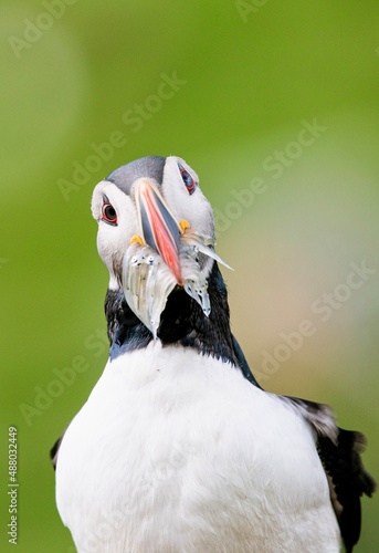 puffin closeup with fish in beak © Agata Kadar
