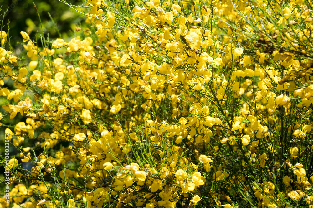 Obraz premium Flor de Floresta