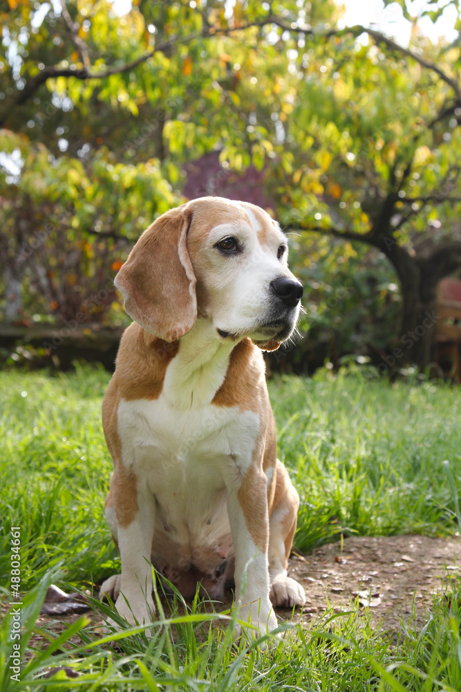 beagle in the grass beagle in the grass