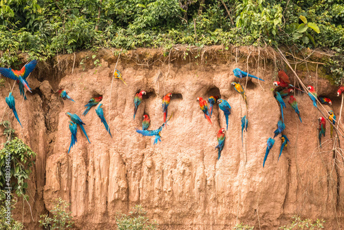 wild and free macaws (Ara Macao and Ara ararauna) at clay lick in peruvian rainforest in the area of madre de dios tambopata