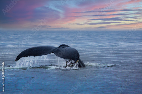 Diving humpback whale fluke, southeast Alaska
 photo