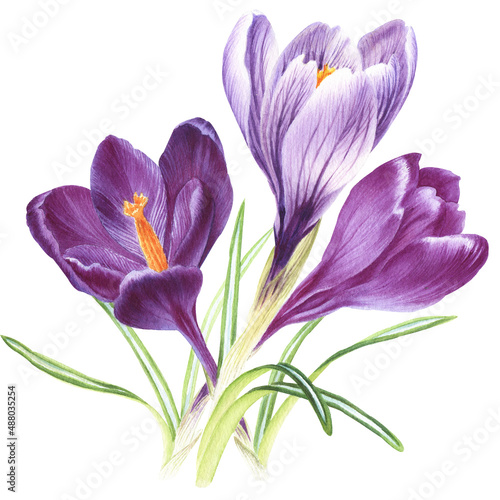 watercolor spring flowers: violet, blue and white crocuses, botanical illustration