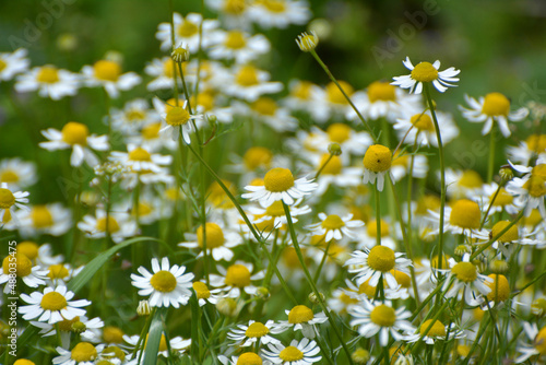 Chamomile blooms in the meadow among the herbs © orestligetka