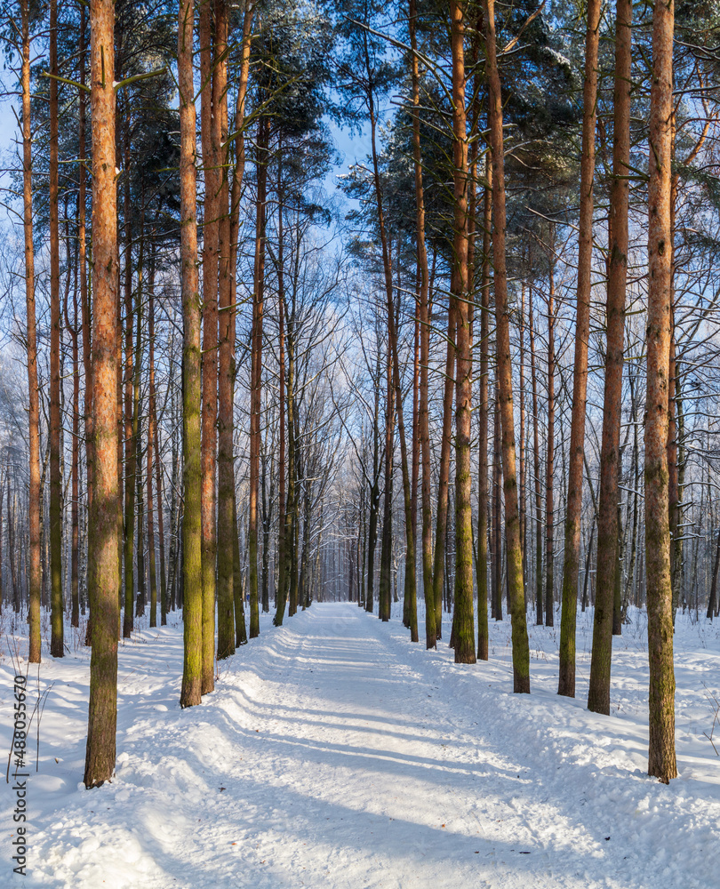 a walking path in a winter park with pine trees on a sunny day