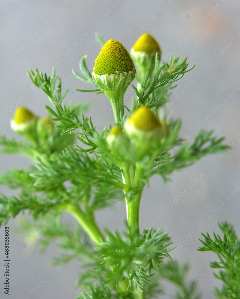 Fragrant chamomile (Matricaria discoidea) grows in nature - obrazy, fototapety, plakaty 