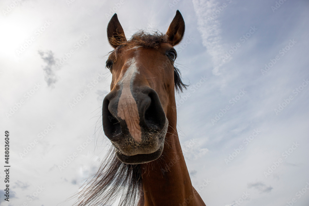 Fototapeta premium Brown Lucitano mare