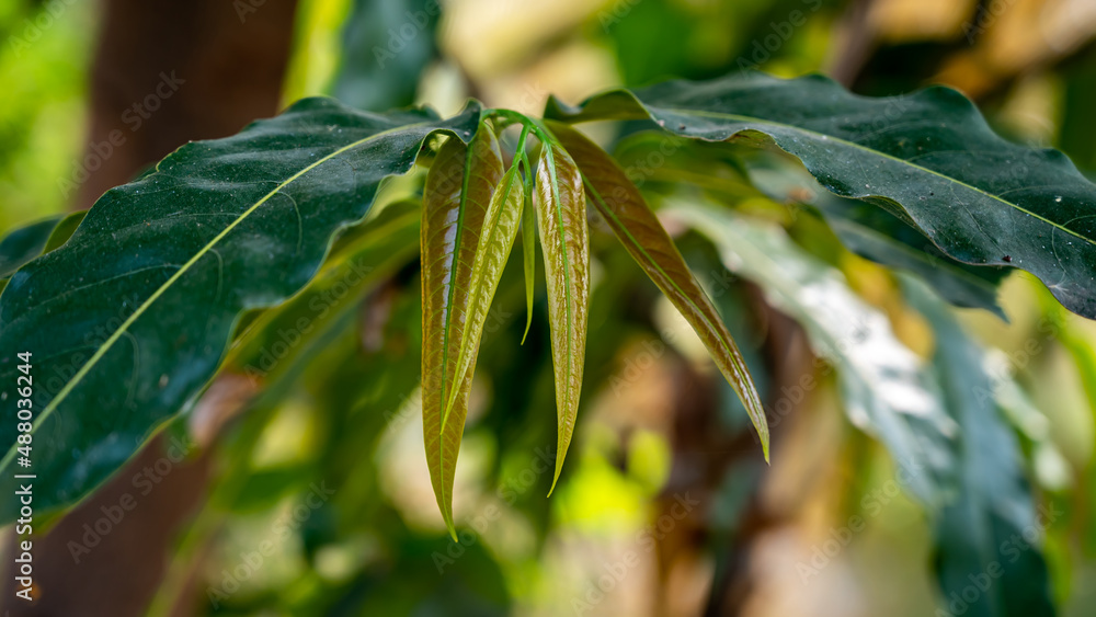 Saraca asoca or Ashoka tree is a plant belonging to the Detarioideae subfamily of the legume family. It is an important tree in the cultural traditions of the Indian subcontinent and adjacent areas. Saraca asoca or Ashoka tree is a plant belonging to the Detarioideae subfamily of the legume family. It is an important tree in the cultural traditions of the Indian subcontinent and adjacent areas.