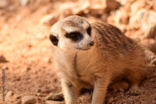 meerkat on the lookout © Praveen