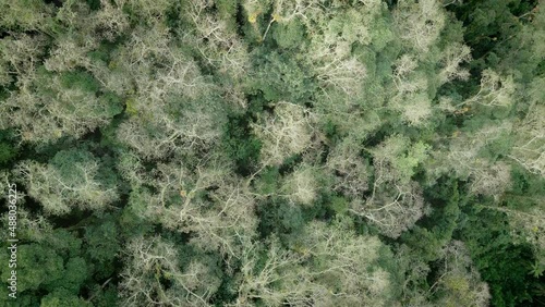 Sobrevuelo sobre bosque tropical.