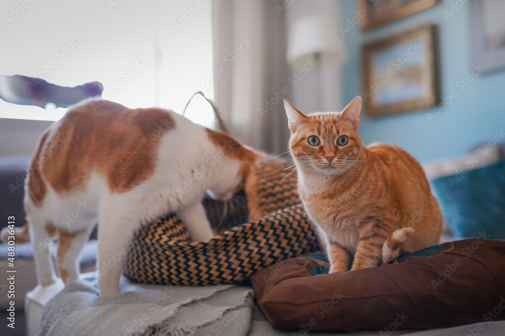 domestic cats interact in the living room