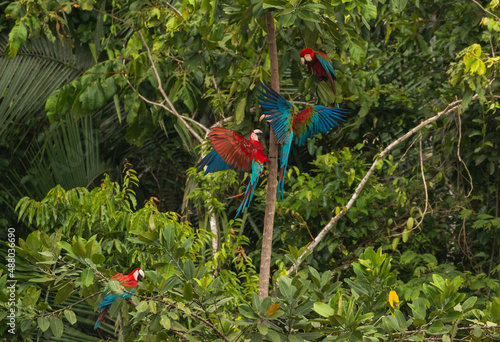 green headed macaw or green-winged macaw (Ara chloropterus) couple playing in peruvian rainforest at clay lick Chuncho/ Tambopata photo