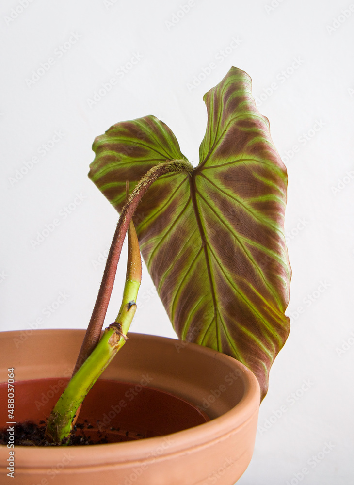 Close up of the back of the houseplant Philodendron Verrucosum leaf