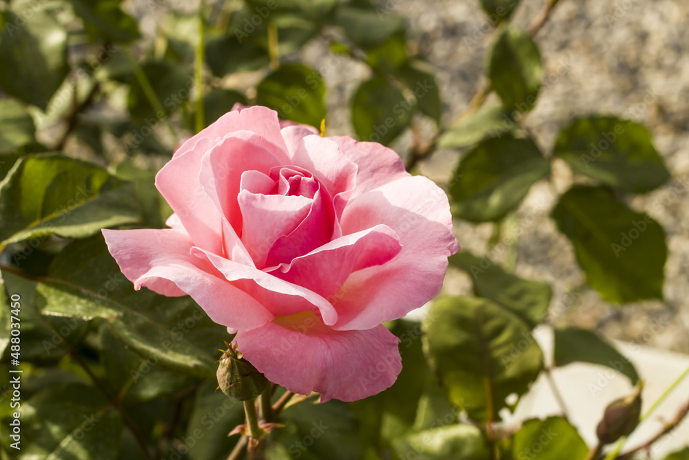 Single,pink color rose in the garden with green leaves.Blurred background